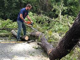 Leaf Removal in Spring Valley, NV